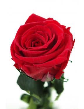 Rose éternelle rouge premium